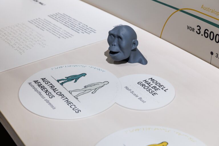 Evolution des Menschen © Mathias Vielsäcker, Naturkundemuseum Karlsruhe